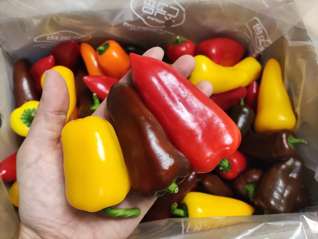 미니파프리카(가정용) 3kg