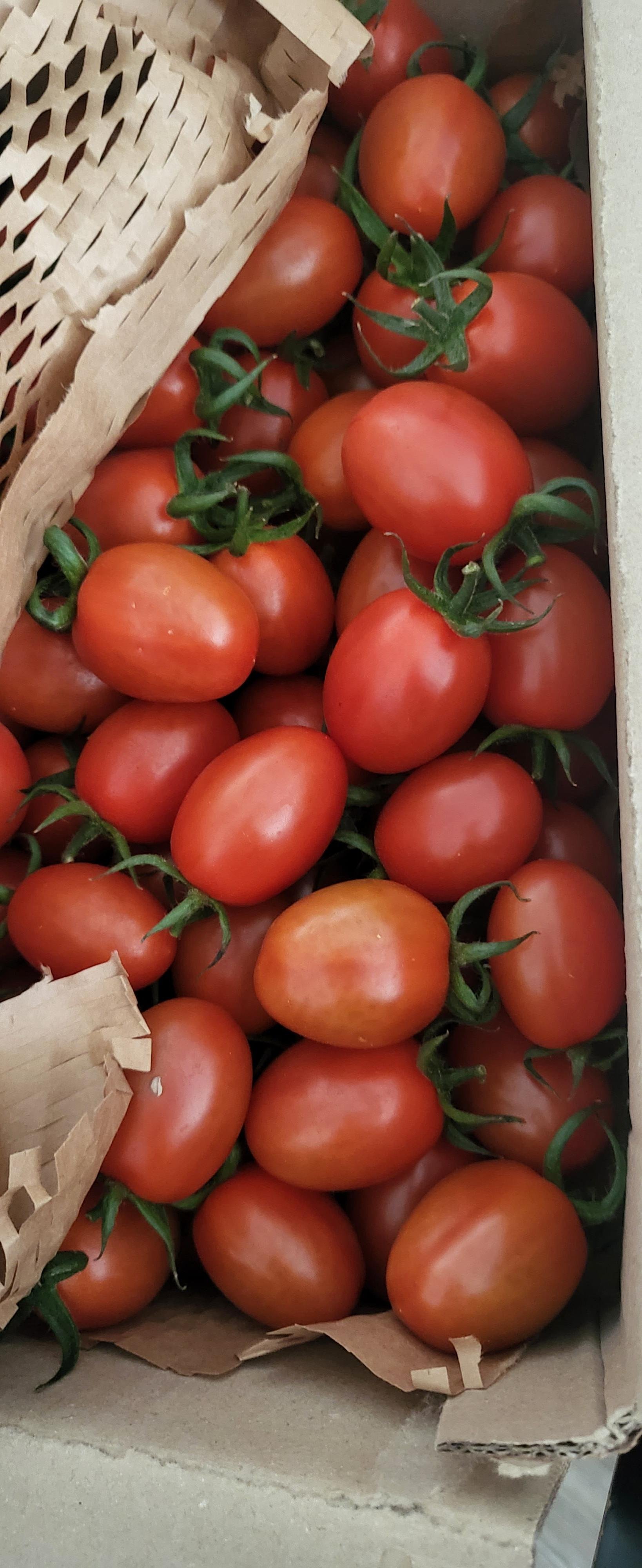 GAP인증 대추방울토마토 2kg / 4kg / 5kg 당일수확