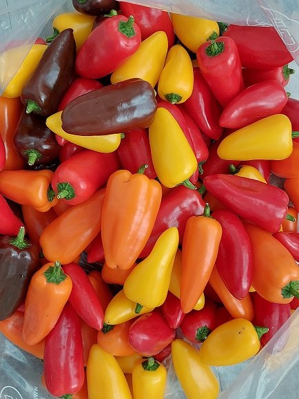 미니파프리카(가정용) 3kg