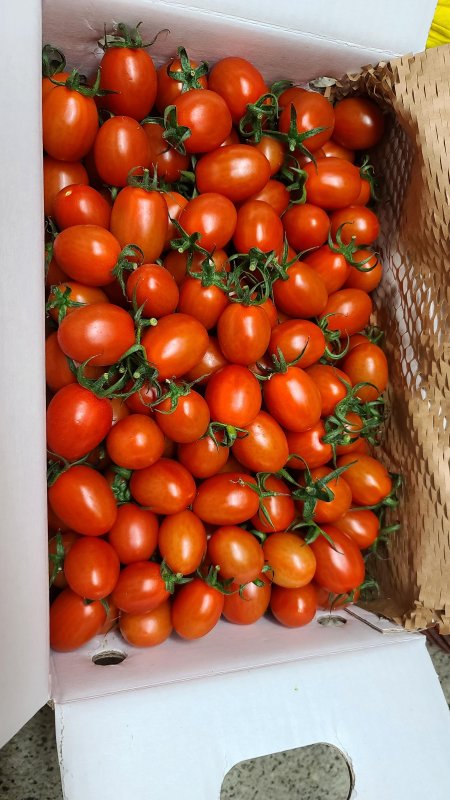 GAP인증 대추방울토마토 2kg / 4kg / 5kg 당일수확