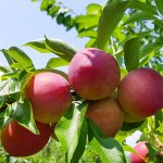 ★사전예약특가★ 자두 2.4kg