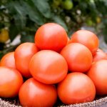 완숙토마토5kg (쥬스용)