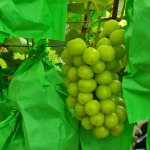 샤인머스켓 2kg 4kg